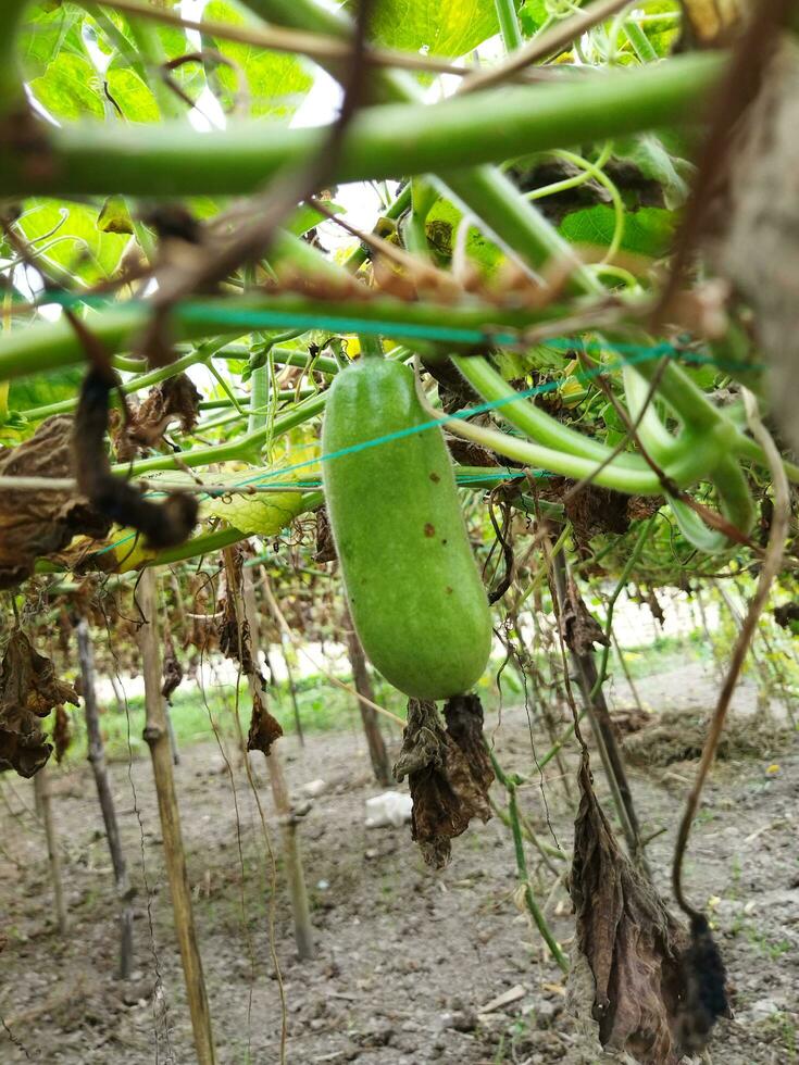 Benefits and nutritional value of rice pumpkin Roof pumpkin is a popular vegetable in our country. As this vegetable is grown on the roof of the house, it is known as roof pumpkin. This vegetable photo