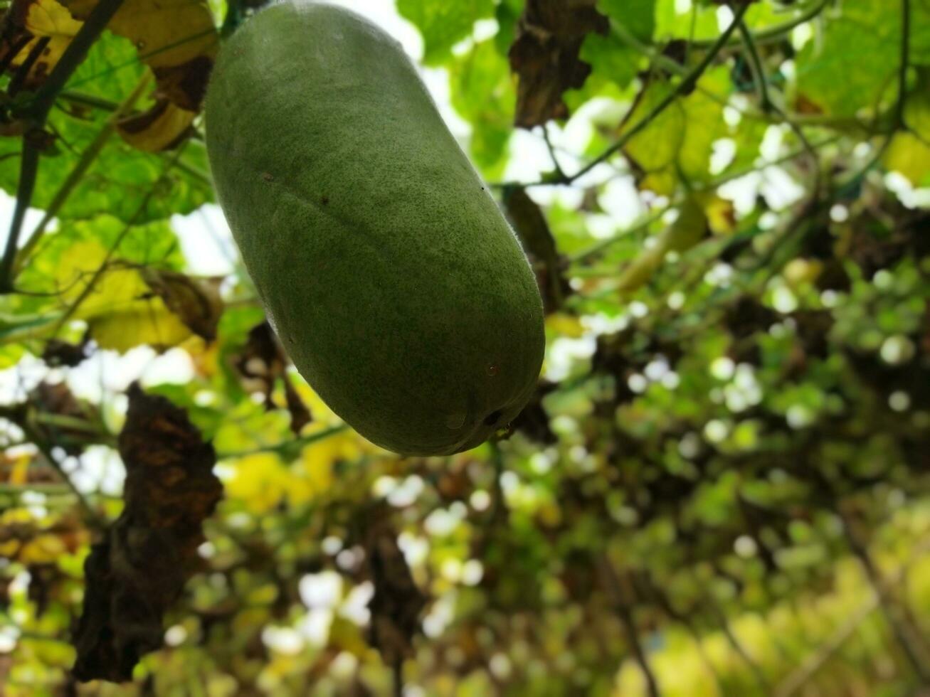 Benefits and nutritional value of rice pumpkin Roof pumpkin is a popular vegetable in our country. As this vegetable is grown on the roof of the house, it is known as roof pumpkin. This vegetable photo