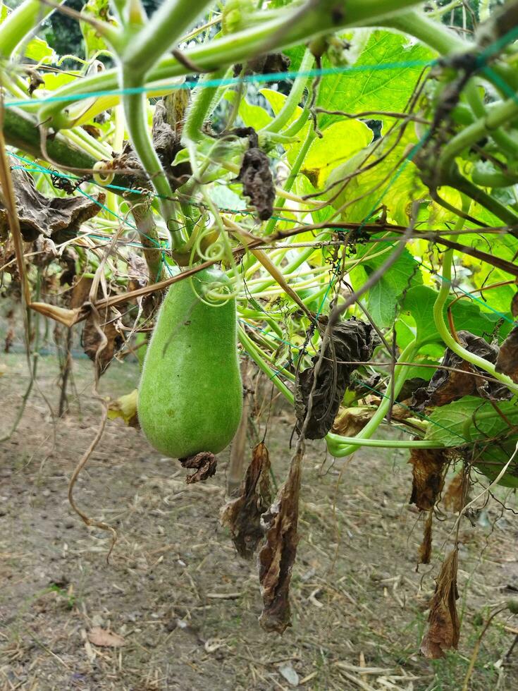 Benefits and nutritional value of rice pumpkin Roof pumpkin is a popular vegetable in our country. As this vegetable is grown on the roof of the house, it is known as roof pumpkin. This vegetable photo