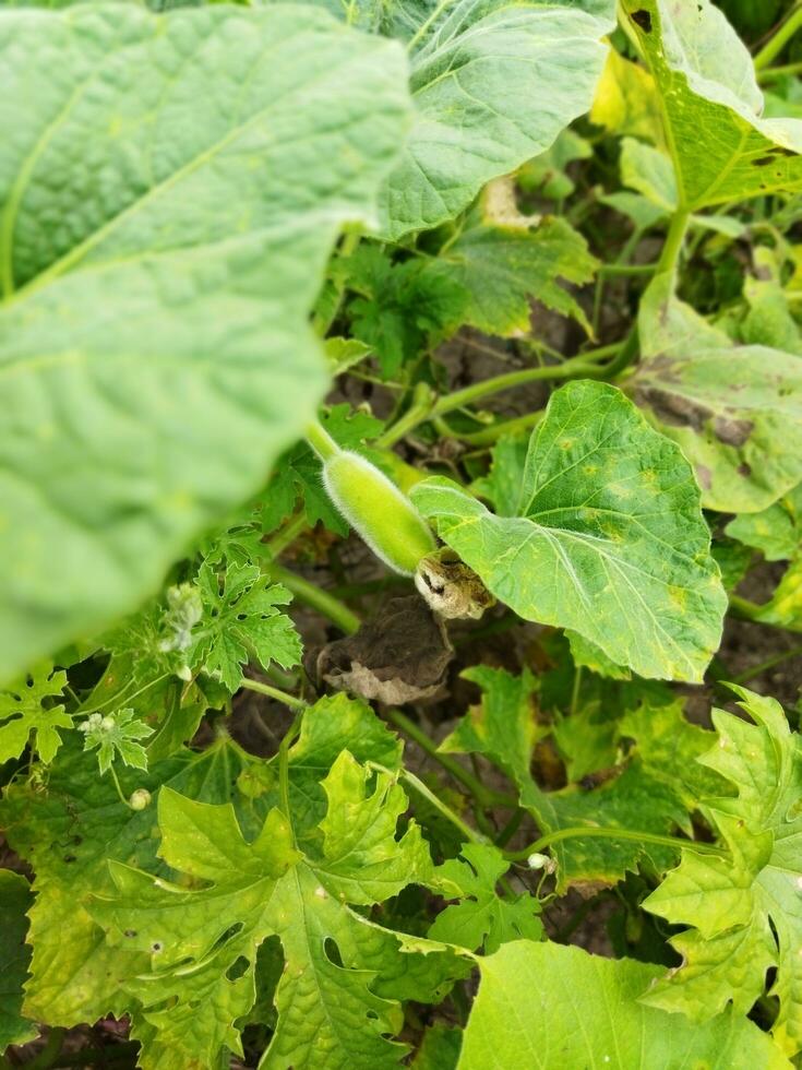 Some extraordinary benefits of gourd.. Skin is tight. Sleep is deep. Controls diabetes. Reduces the problem of constipation. photo