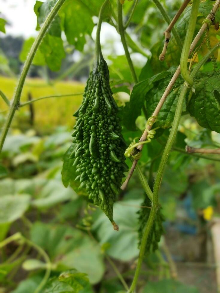 Nutrient content per 100 grams of edible bitter gourds 2.5 g carbohydrates, 4.3 g calcium, 14 mg iron, 1.8 mg carotene photo