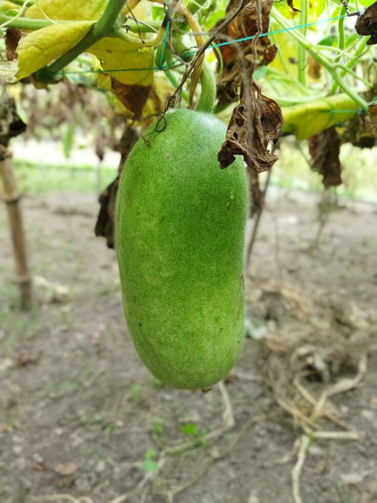 Benefits and nutritional value of rice pumpkin Roof pumpkin is a popular vegetable in our country. As this vegetable is grown on the roof of the house, it is known as roof pumpkin. This vegetable photo