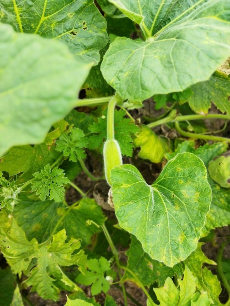 Some extraordinary benefits of gourd.. Skin is tight. Sleep is deep. Controls diabetes. Reduces the problem of constipation. photo