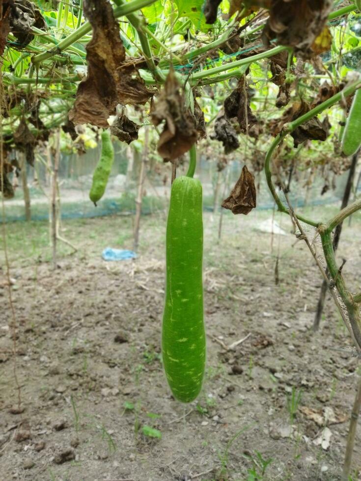 algunos extraordinario beneficios de calabaza.. piel es ajustado. dormir es profundo. control S diabetes. reduce el problema de constipación. foto