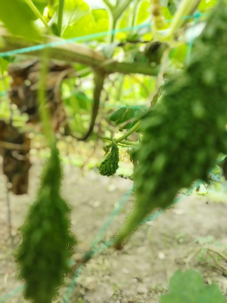 Nutrient content per 100 grams of edible bitter gourds 2.5 g carbohydrates, 4.3 g calcium, 14 mg iron, 1.8 mg carotene photo