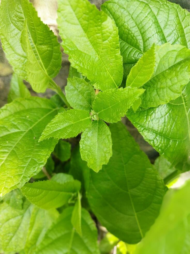 Image in Kantap Bengali. Kantap bijakfig leaf is a forest herb. Just as figs can be cooked and eaten, the young leaves of figs can also be eaten as a vegetable. photo