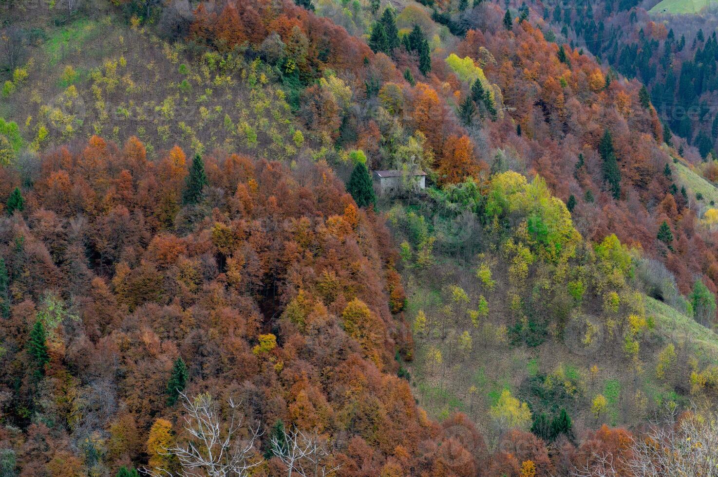 Colorful forest in the autumn photo