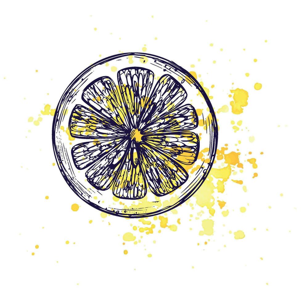 A cut round piece of lemon with yellow splashes. Graphic botanical illustration hand drawn in blue ink. Isolated object EPS vector