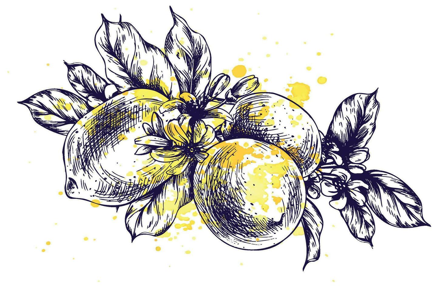 Lemons juicy, ripe with leaves on the branches with flowers, whole. Graphic botanical illustration hand drawn in blue ink. Isolated object EPS vector. vector