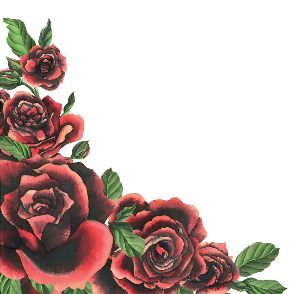 Redblack rose flowers with green leaves and buds, chic, bright, beautiful. Hand drawn watercolor illustration. Template, frame on a white background, for decoration and design vector