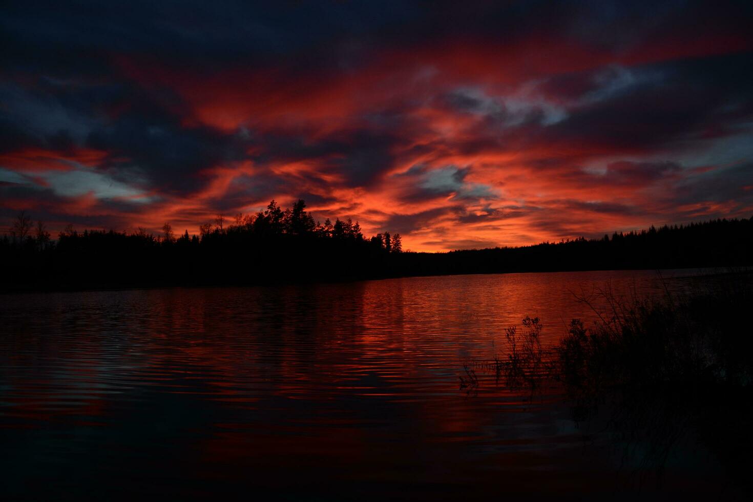 Malilla lake Forest photo