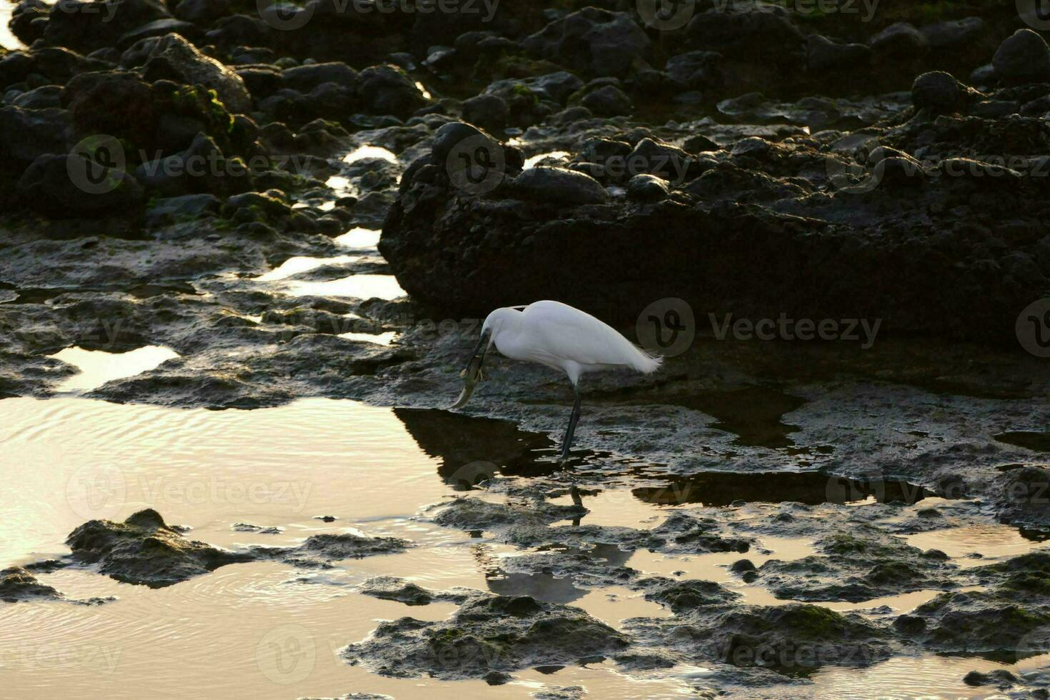 a white bird is standing in the water photo