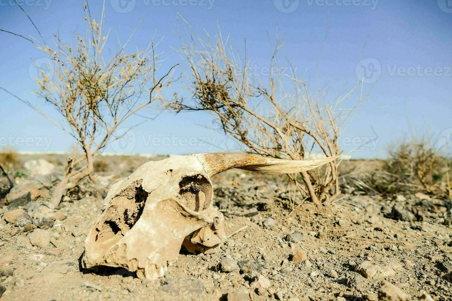 a dead cow skull in the desert photo