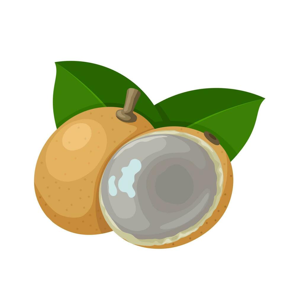 Vector illustration, pitomba fruit, scientific name Talisia esculenta, isolated on white background.