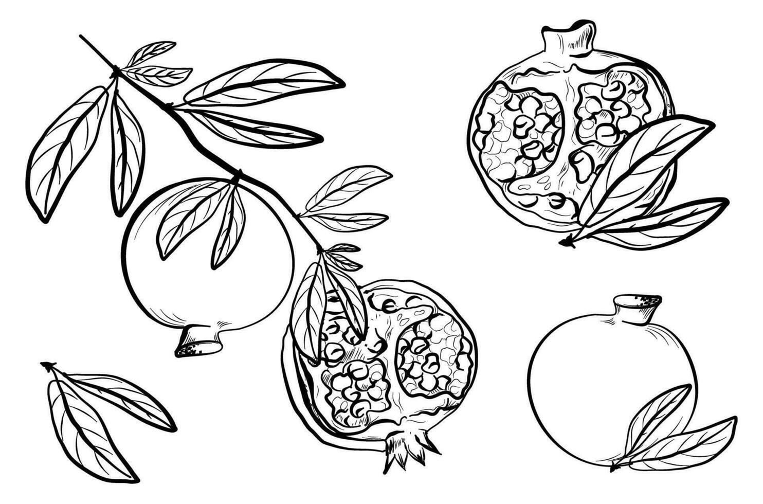 a set of pomegranates weighing on the branches of a tree with leaves freehand drawing vector