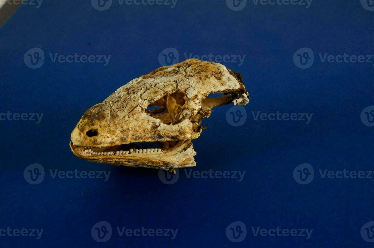 a skull of a dinosaur on a blue surface photo