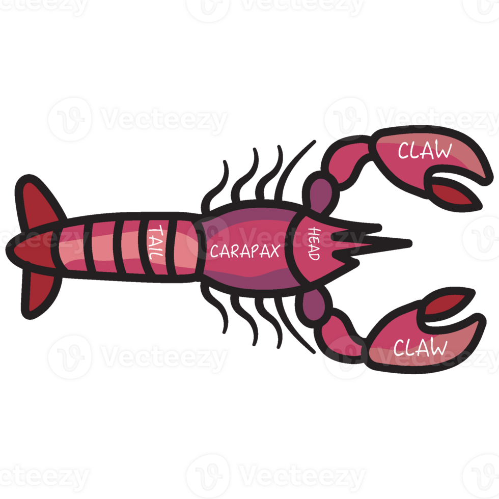 cuts of seafood diagram png