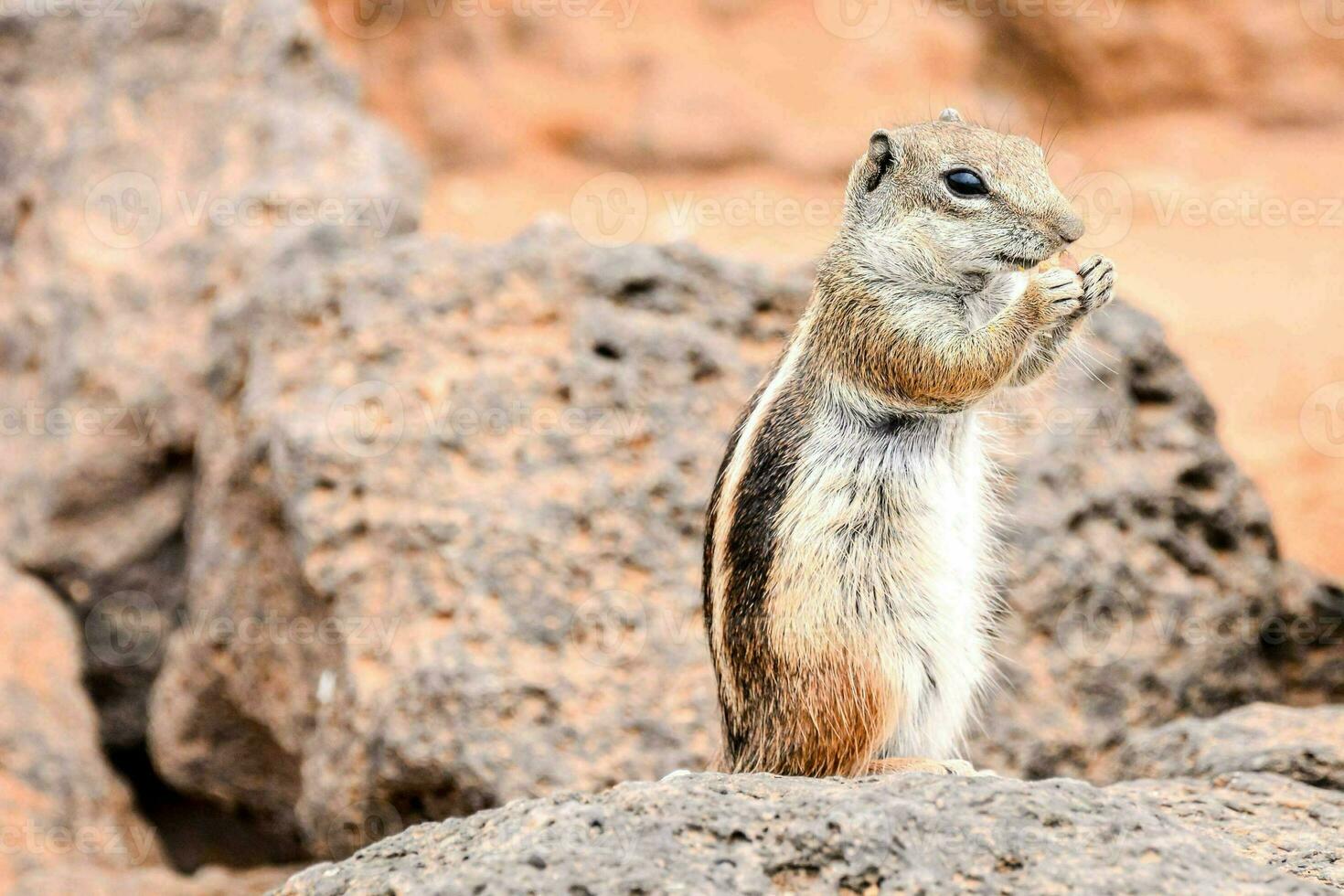 a chipmunk standing on a rock with its paws up photo