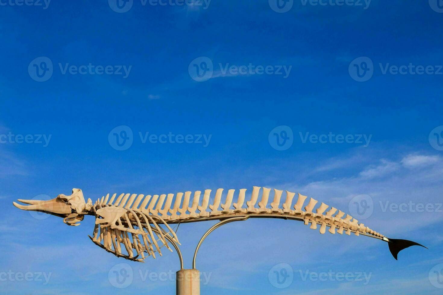 a fish skeleton on a pole in front of a blue sky photo