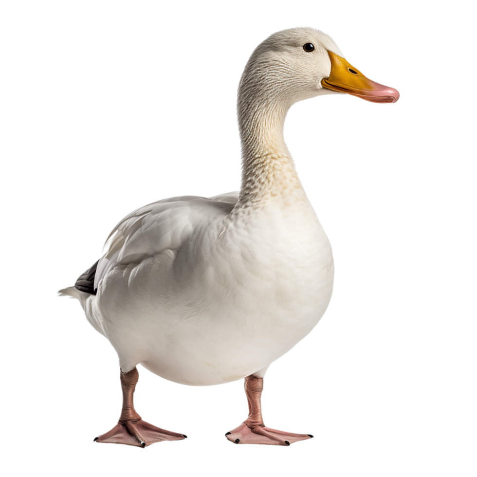 AI generated duck on transparent background PNG image