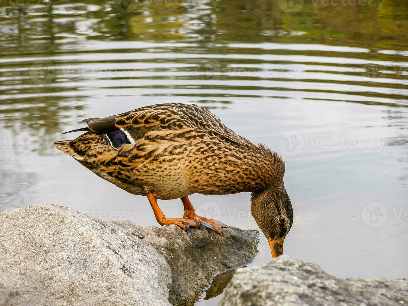 Duck sits on a rock photo