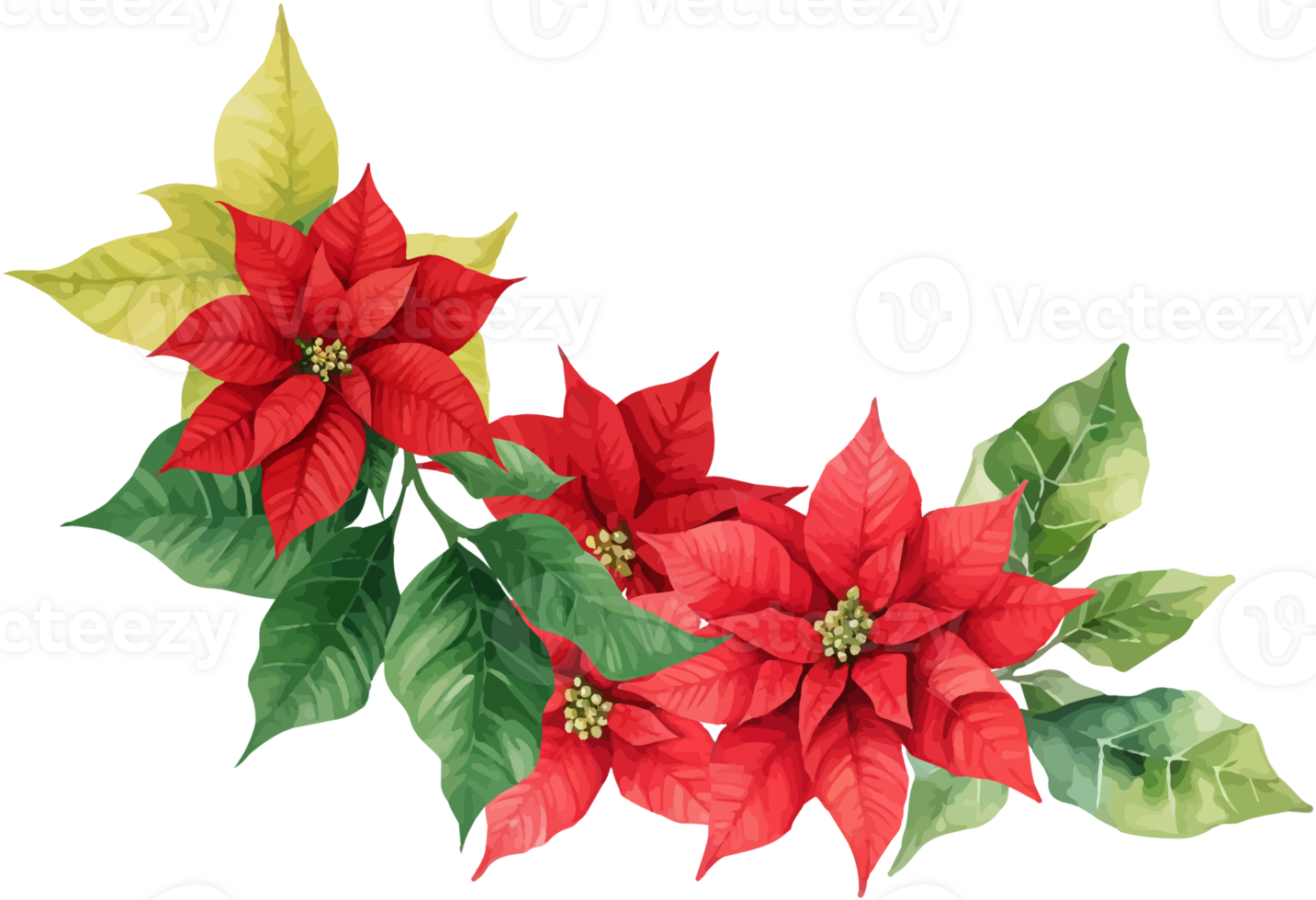 Christmas Watercolor Red Poinsettia Flowers With Leaves Bouquet png