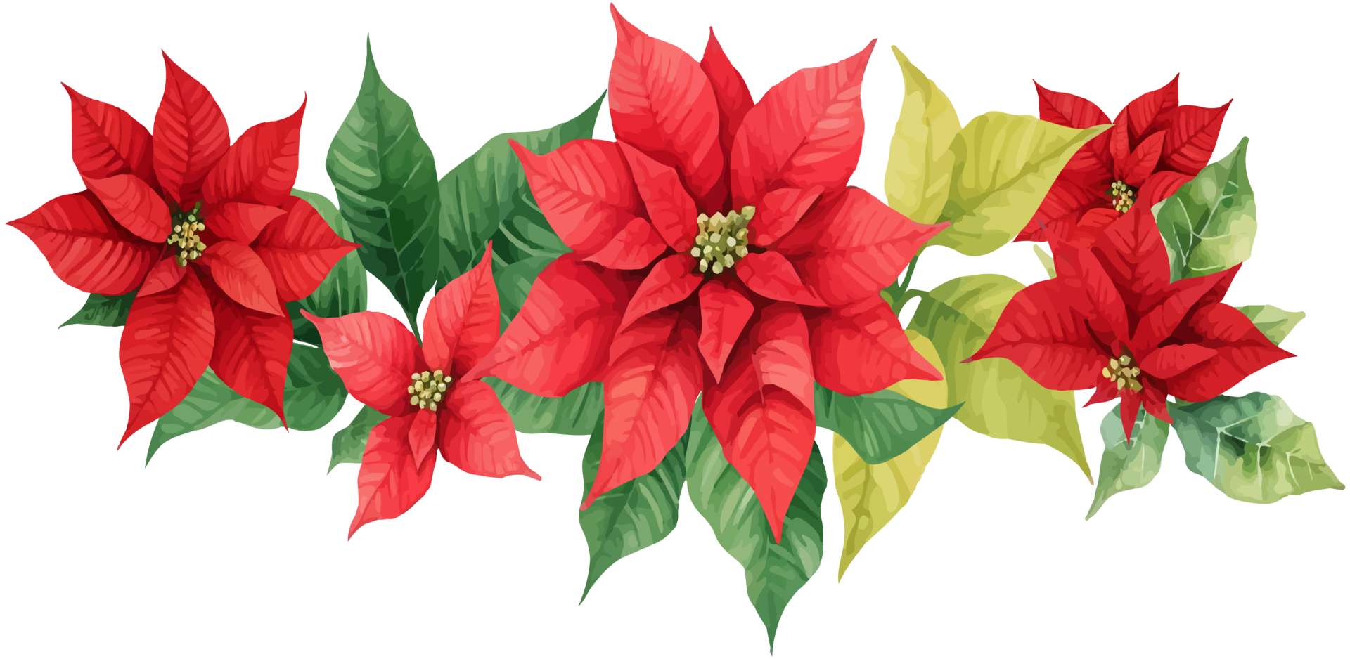 Christmas red poinsettia flower with leaves png