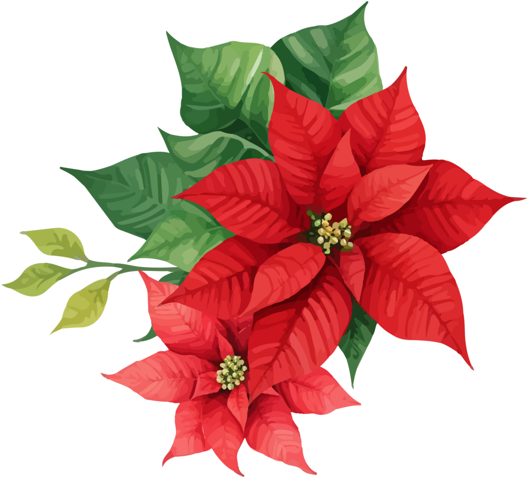 Christmas Watercolor Red Poinsettia Flowers With Leaves Bouquet png