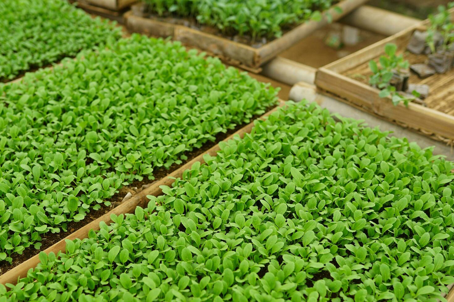 young plant new life ,Green sapling Health Care Food Garden New Life concept. photo