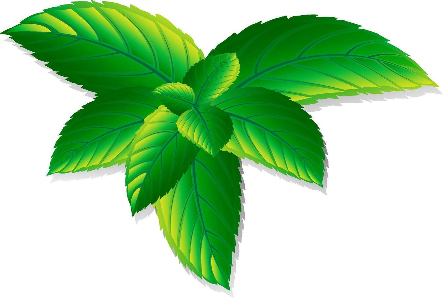 Vector fresh mint leaves on a white background. Menthol healthy aroma. Herbal nature plant. Spearmint green leafs.