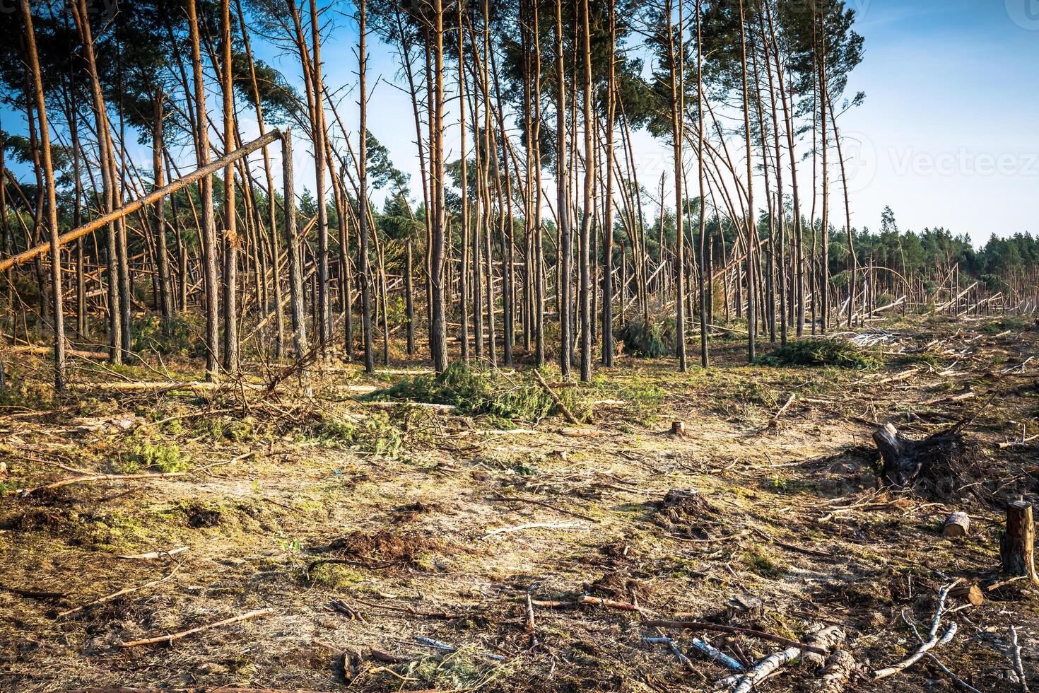 destruido bosque como un efecto de fuerte tormenta foto