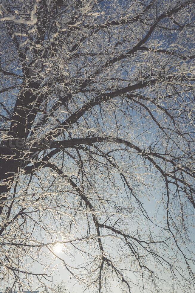 Frozen tree on winter field and blue sky photo