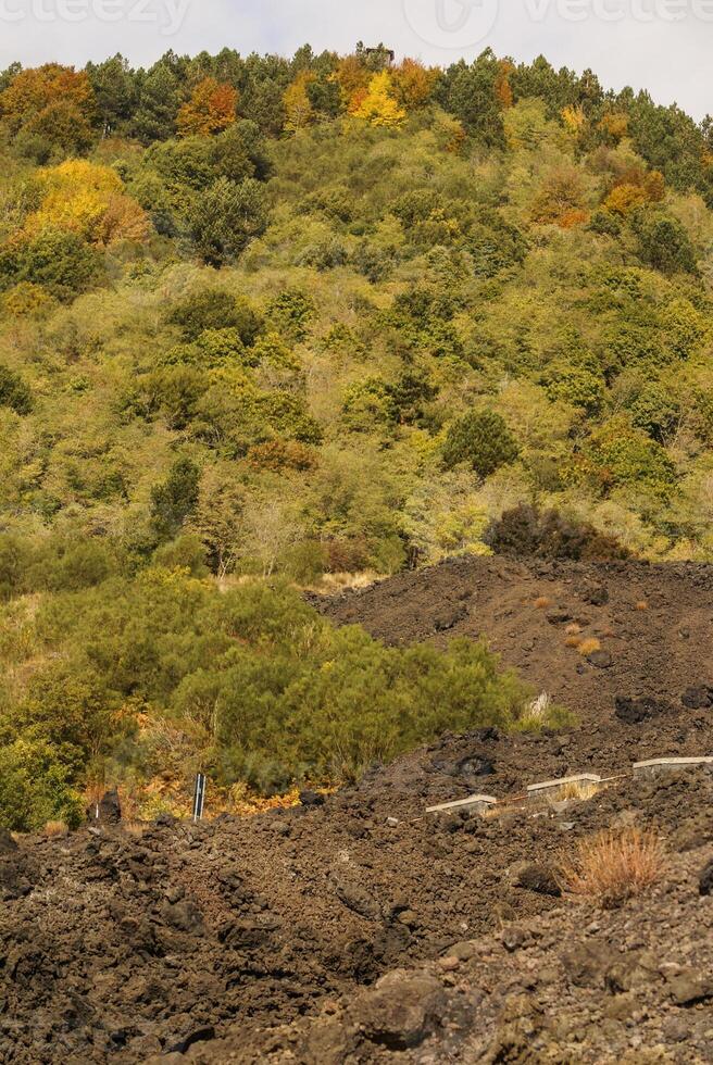 Close-up of the solidified lava and the small vegetation taking foot on it, South side of the Etna, Catania, Sicily photo