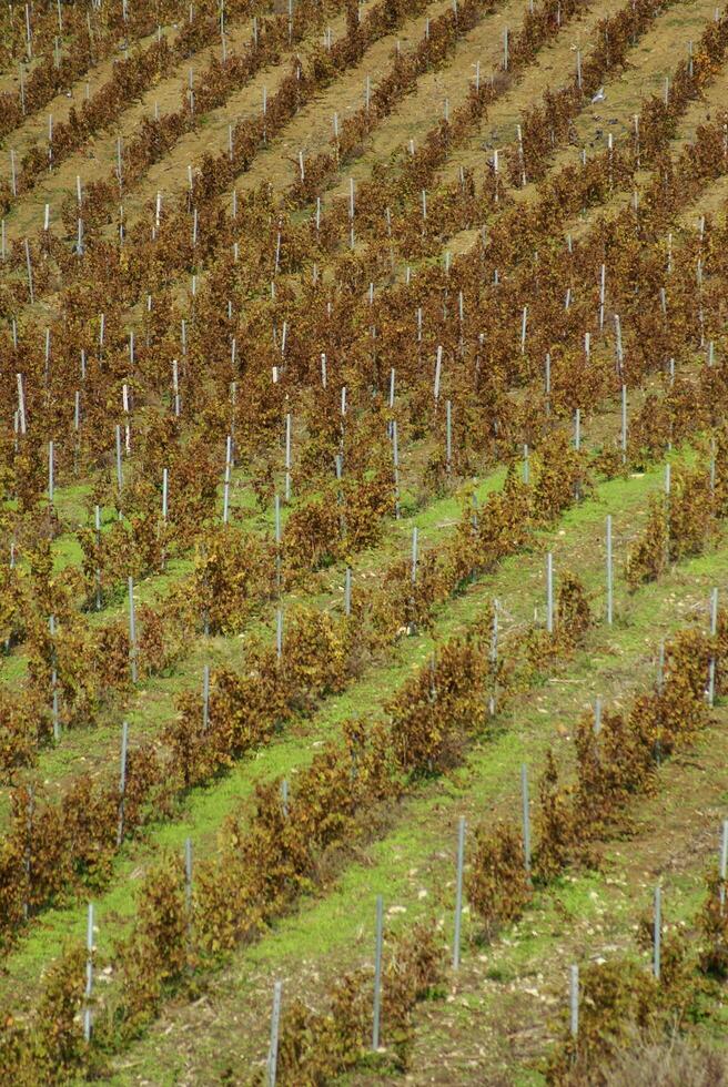 vineyard on gentle slope in Etna region, Sicily photo