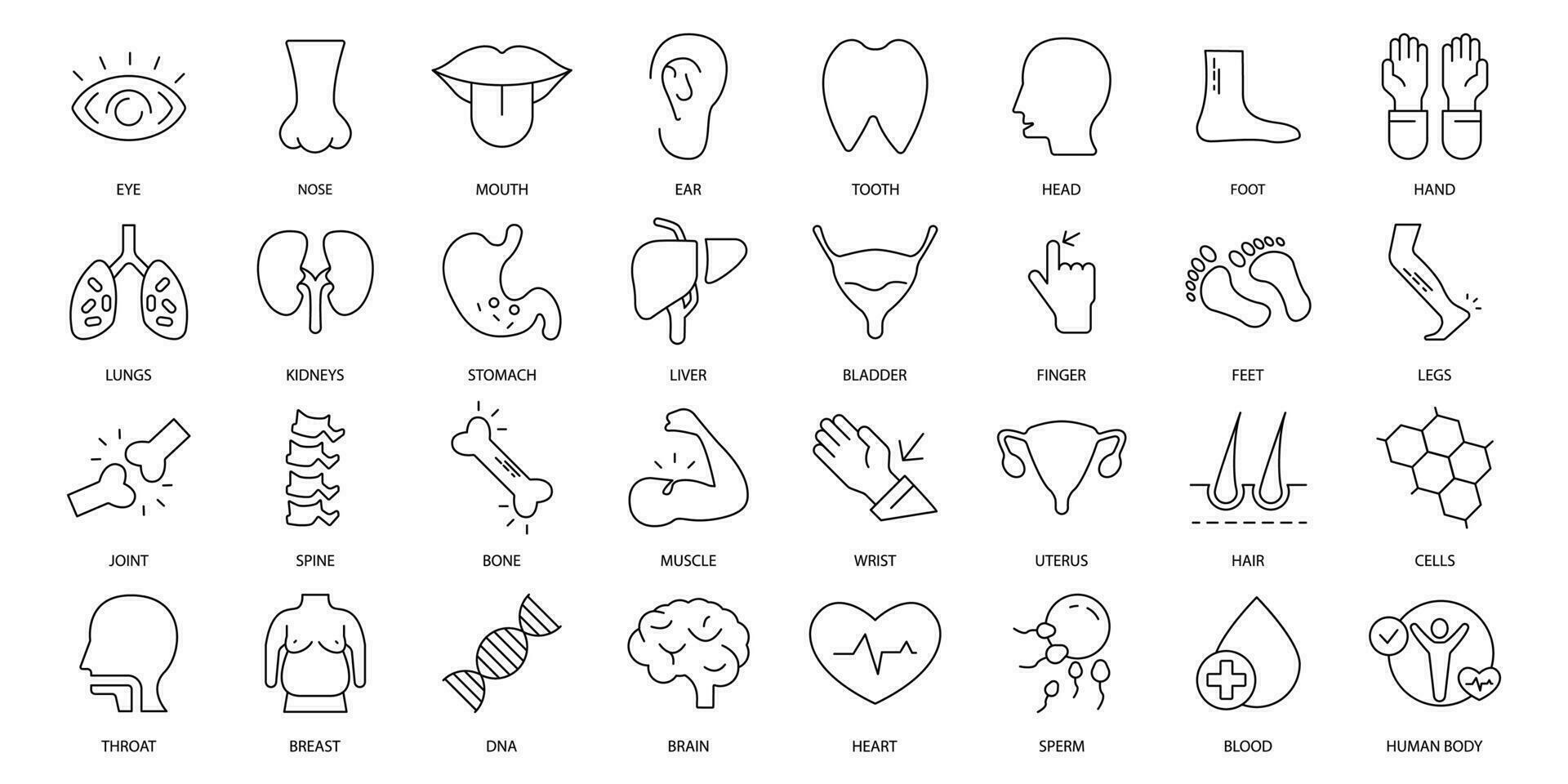 Anatomy icons set. Set of editable stroke icons.Vector set of Anatomy vector