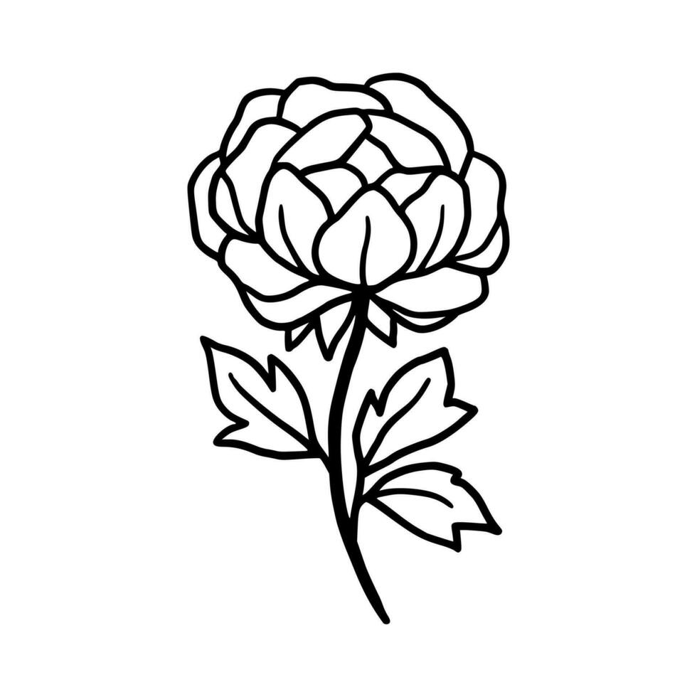 Vintage hand drawn line art peony flower and leaf branch vector