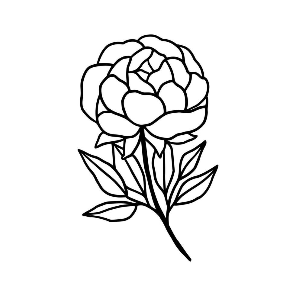 Vintage hand drawn line art peony flower and leaf branch vector