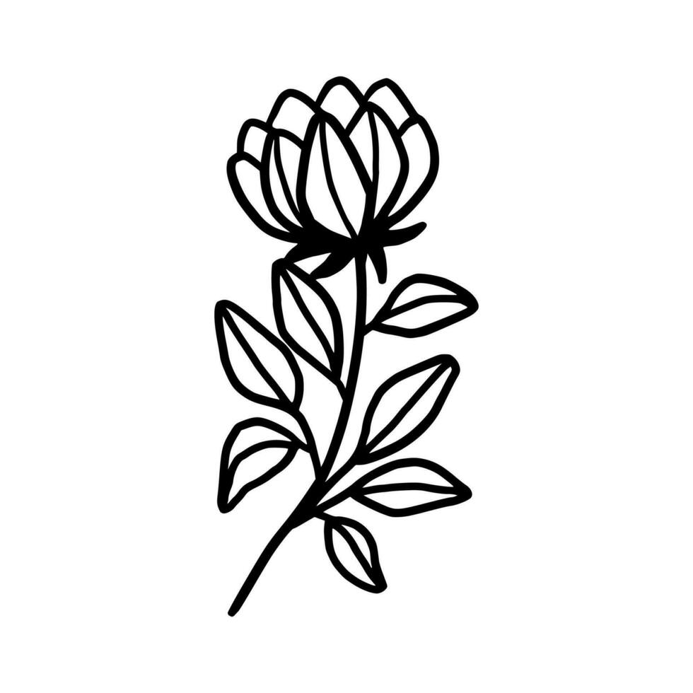 Vintage hand drawn peony flower line art vector element