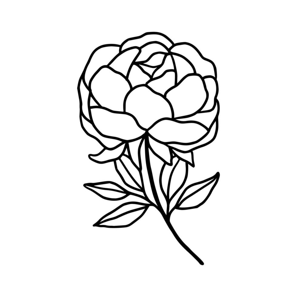 Vintage hand drawn line art peony flower and leaf branch vector