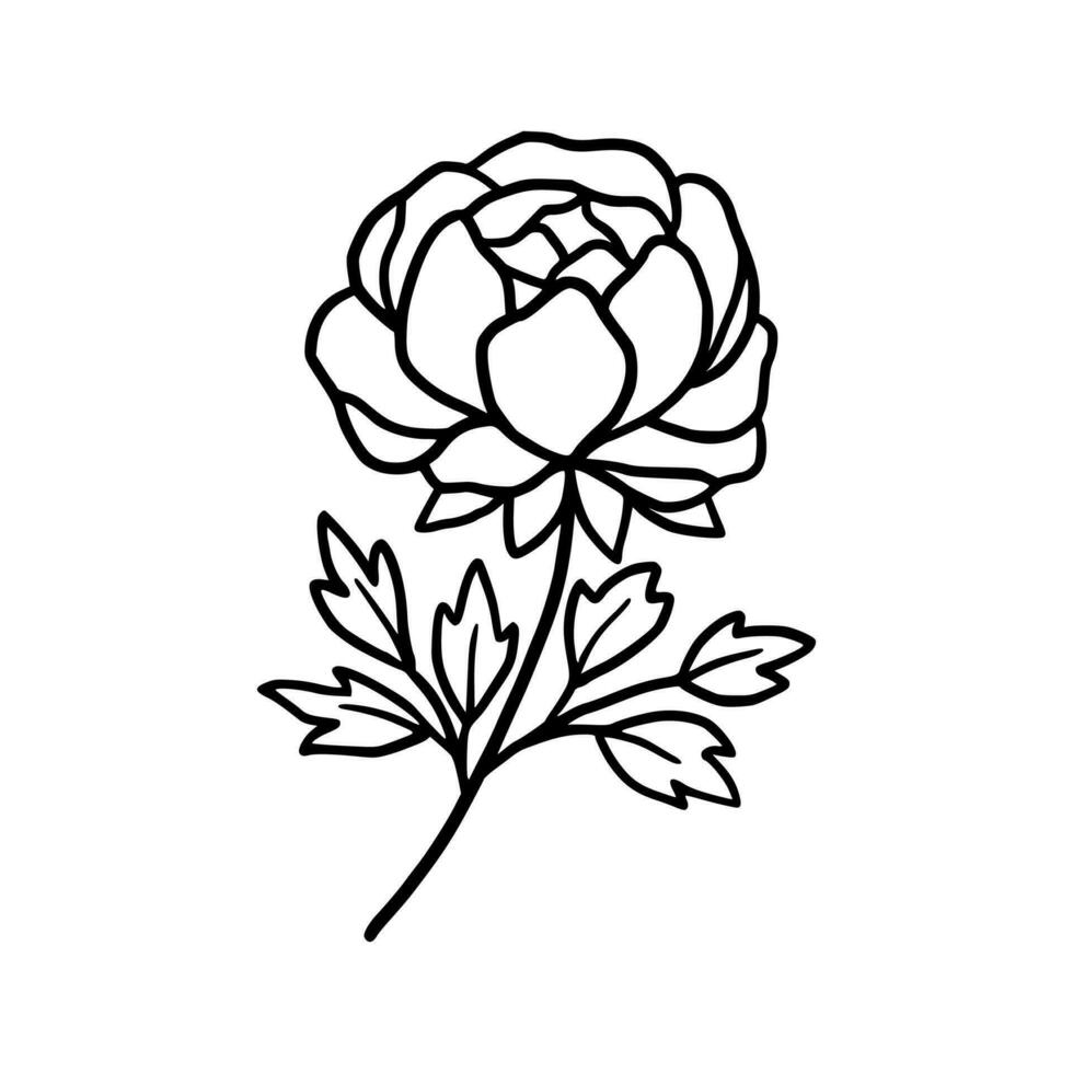 Vintage hand drawn line art peony flower and leaf branch vector