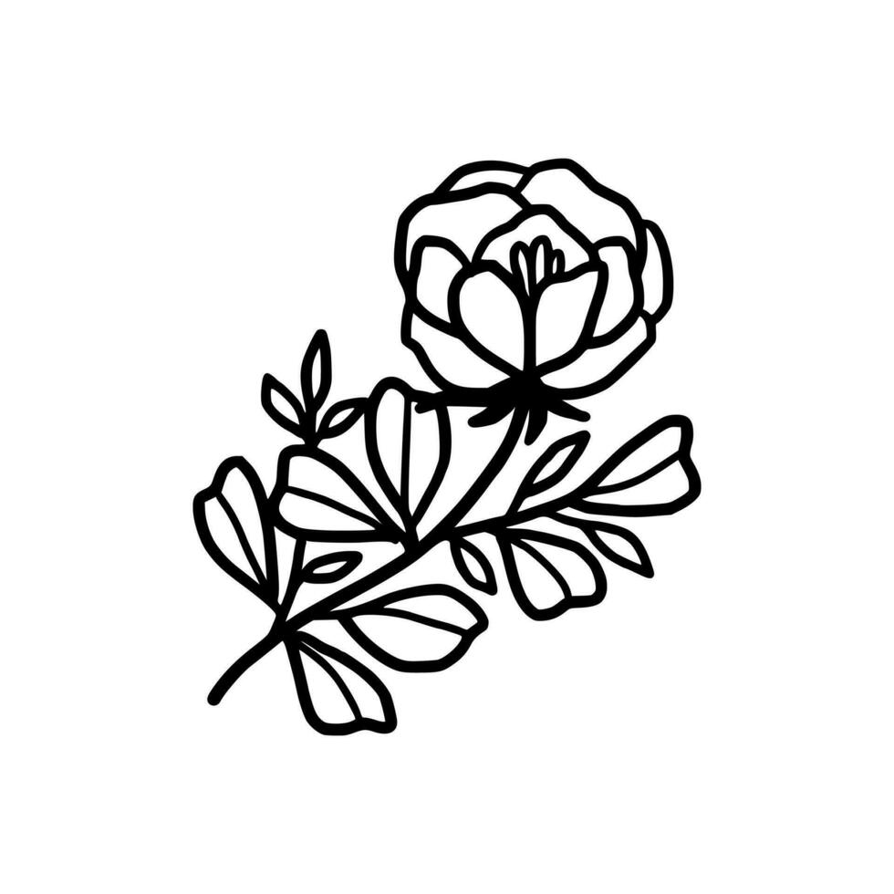 Vintage hand drawn peony flower line art vector element