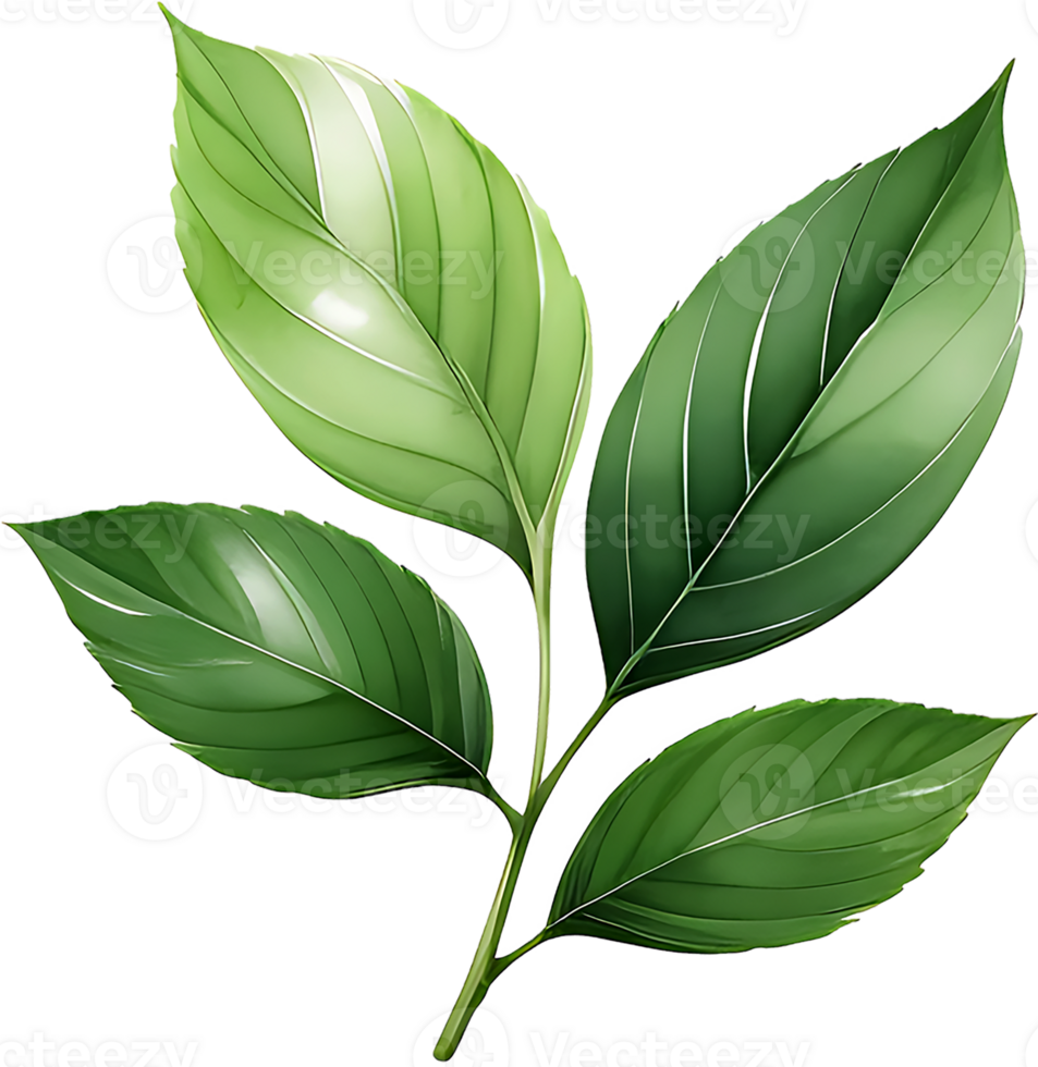 AI generated Exquisite Green Tea Leaf adn Branch PNG Collection, green leaves isolated on a white background, green leaves on a white background
