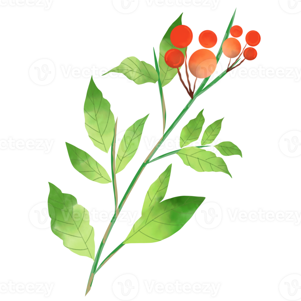 Green leaf with fruits hand drawing png
