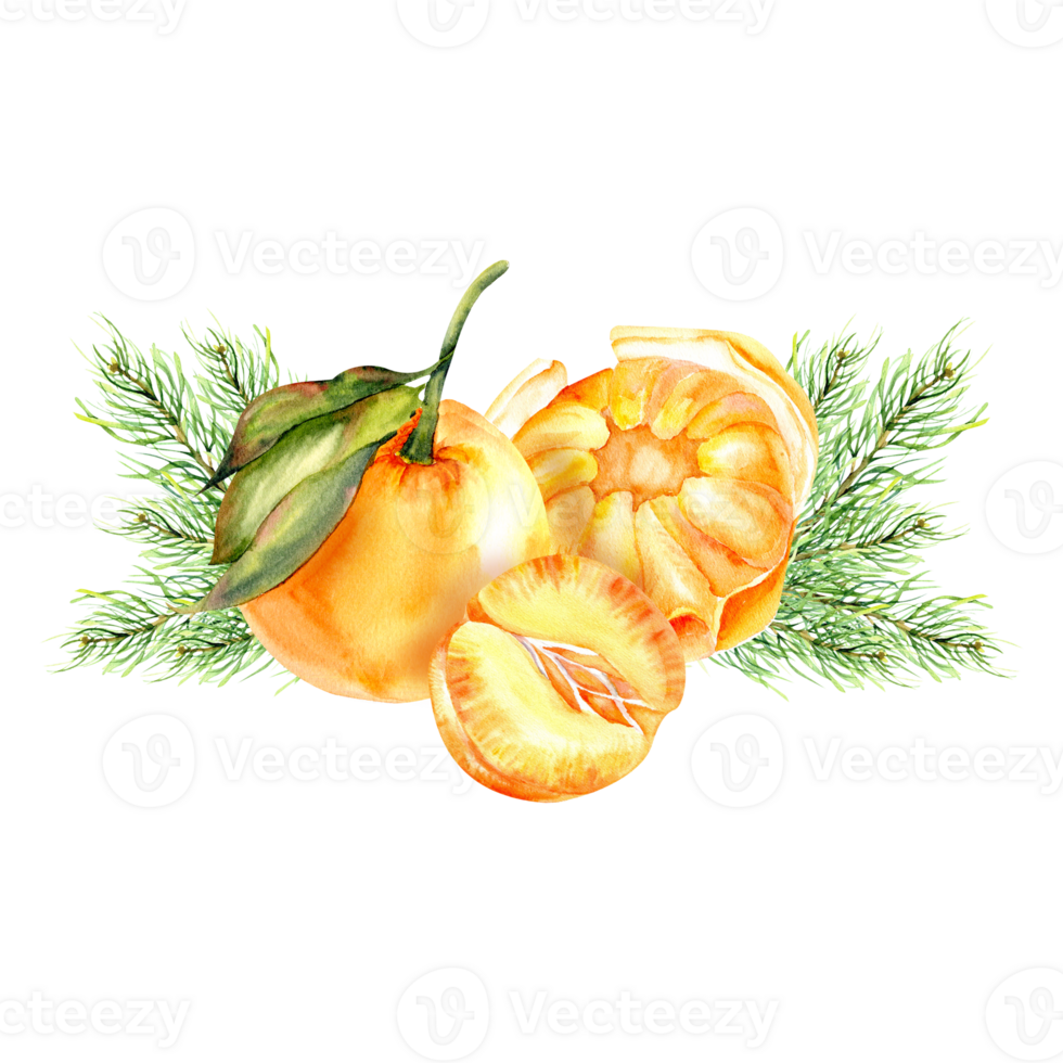 Watercolor orange tangerines with green pie tree branches. Hand drawn christmas composition with citrus fruits for menu, restaurant, greeting card, invitation design png
