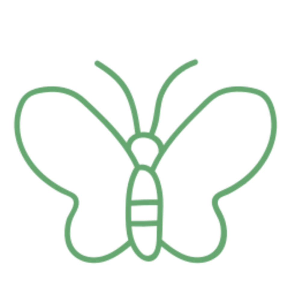Butterfly illustration design png