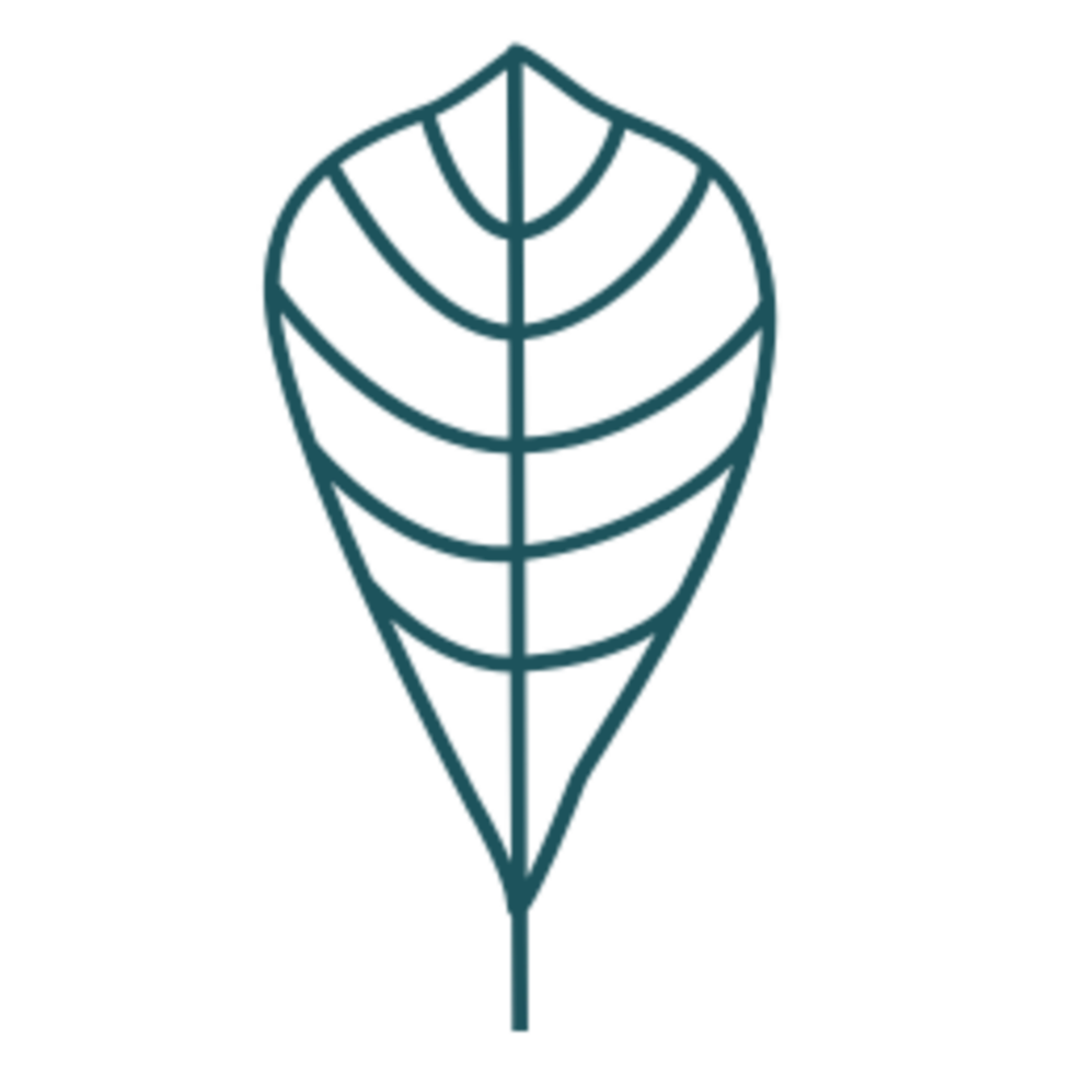 Leaf illustration design png