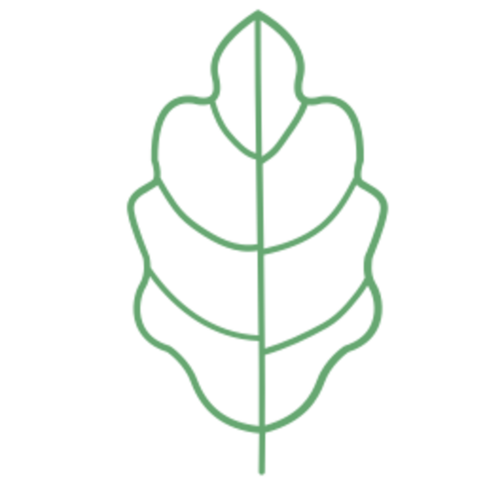 Leaf illustration design png