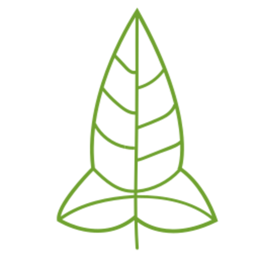 Leaf illustration design png