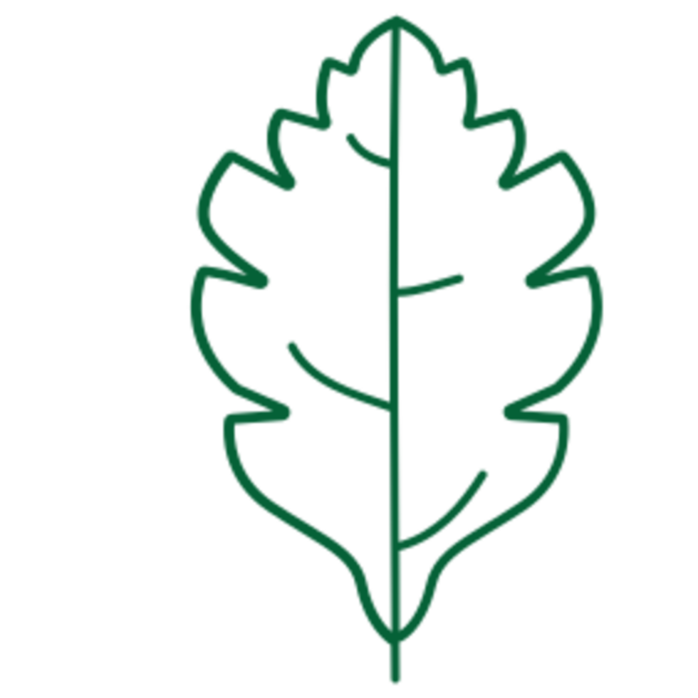 Leaf illustration design png