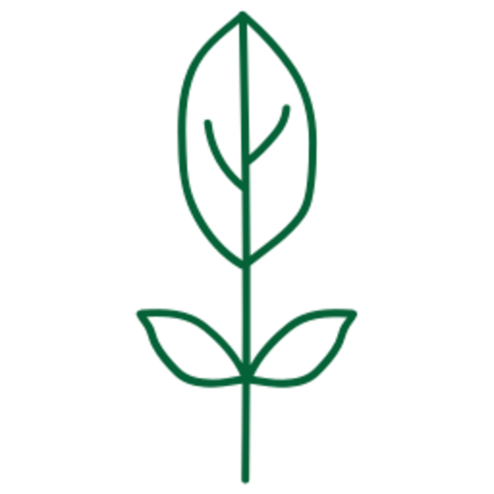 Leaf illustration design png